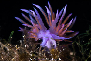 I usually find this type of Flabellina where there is a h... by Antonio Venturelli 